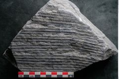 Foto (Detailansicht) von Sigillaria davreuxii Brongniart (NHMW-GEO-2024-0188-11088)